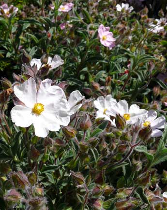 cistus_skanbergii_pink_rock_rose2 cistus_skanbergii_pink_rock_rose2