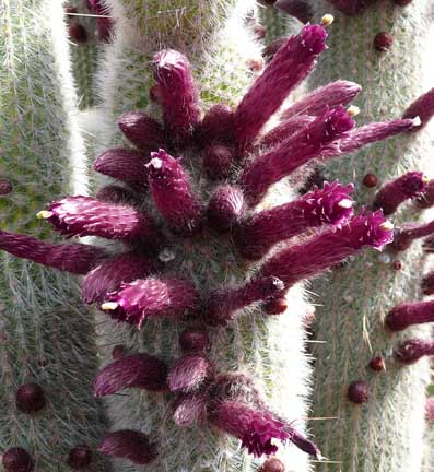 cleistocactus_straussii_bloom2 cleistocactus_straussii_bloom2