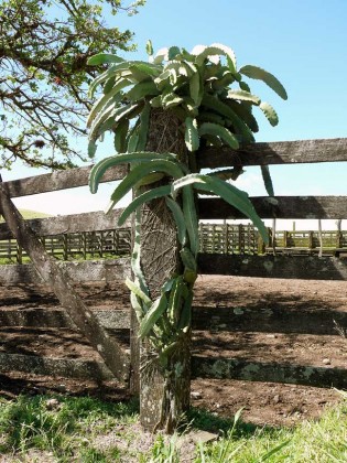 hylocereus_costaricensis6
