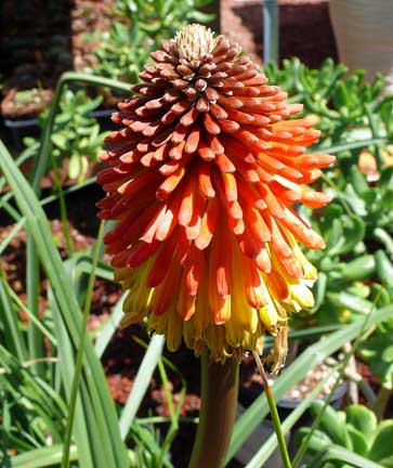 kniphofia_rooperi