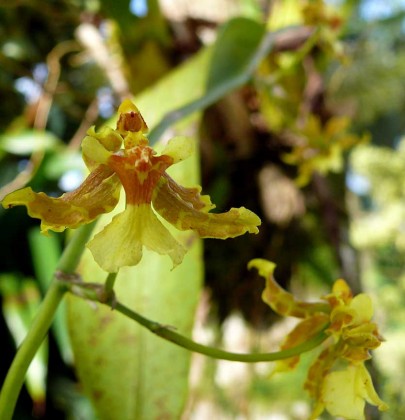 oncidium_stenotis