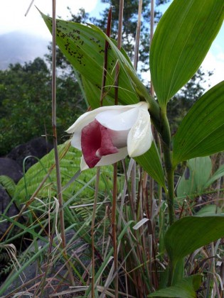 orchid13