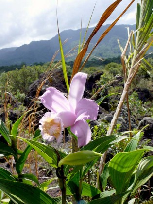 orchid14