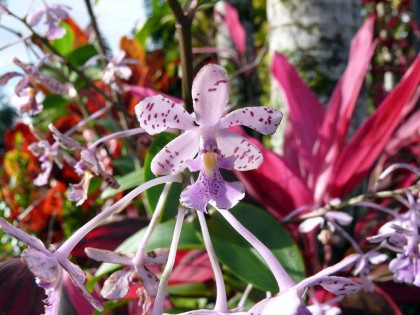 orchid15 orchid15