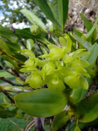 orchid16