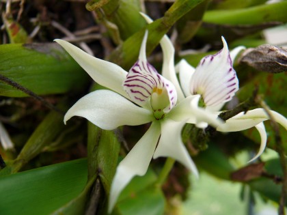 orchid17