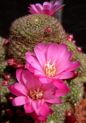 rebutia_perplexa_bloom rebutia_perplexa_bloom