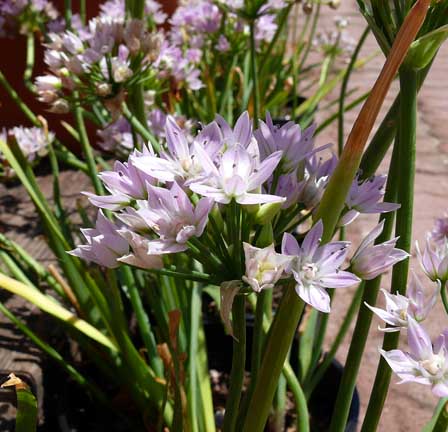 allium_unifolium2
