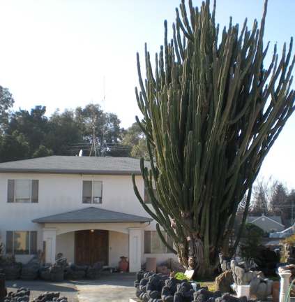 big-cactus