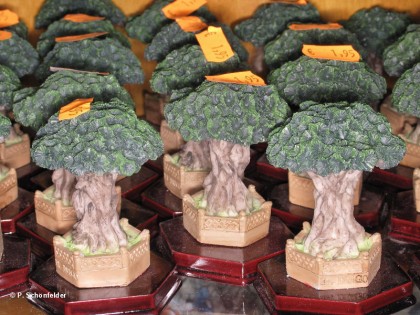 dracaena_draco_klein
