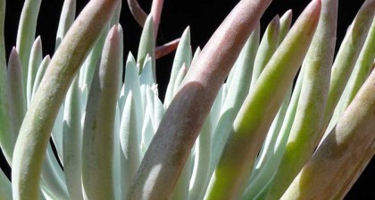 dudleya_attenuata