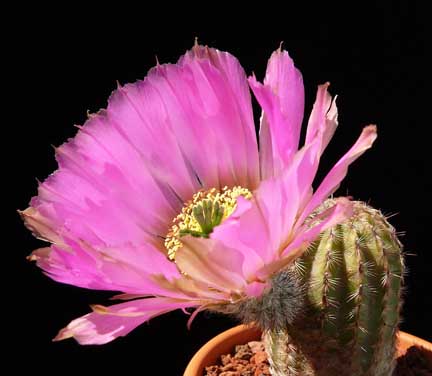 echinocereus_armatus_bloom7 echinocereus_armatus_bloom7