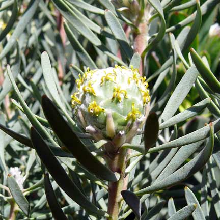 leucadendron_galpinii2