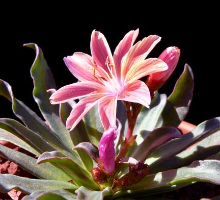 lewisia_longipetala_plum