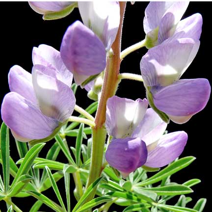 lupinus_arboreus3