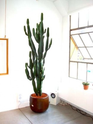 repot
