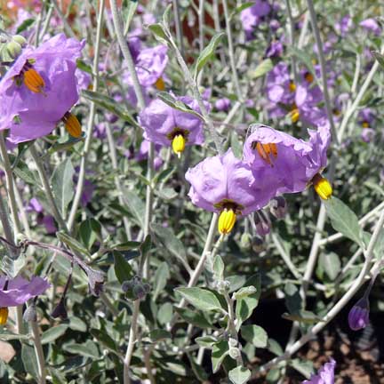 solanum_umbelliferum