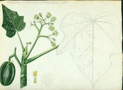 stahl282