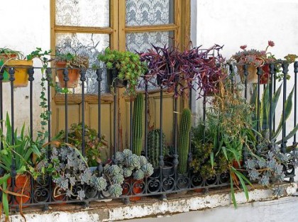 061209-succulent-balcony 061209-succulent-balcony