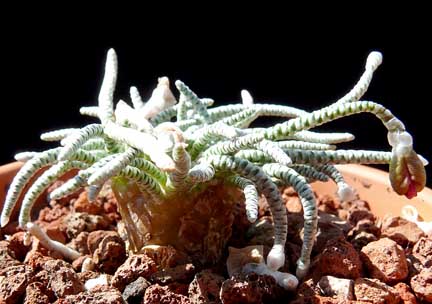 avonia_quinaria_alstonii2