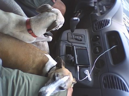 dogs