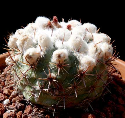 eriosyce_esmereldana eriosyce_esmereldana