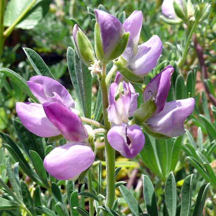 lupinus_arboreus4