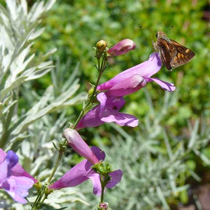 penstemon_heterophylla_margaritabop2