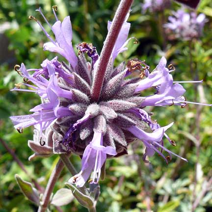 salvia_allen_chickering2