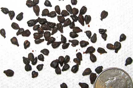 seeds seeds