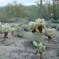 Cholla(1)