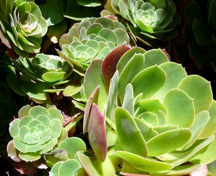 aeonium_arboreum3