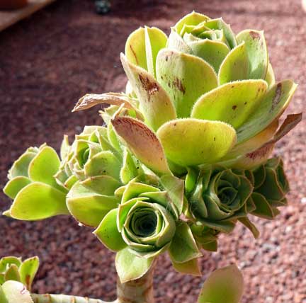 aeonium_balsamiferum