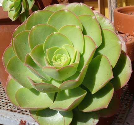 aeonium_canariense