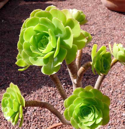 aeonium_holochrysum
