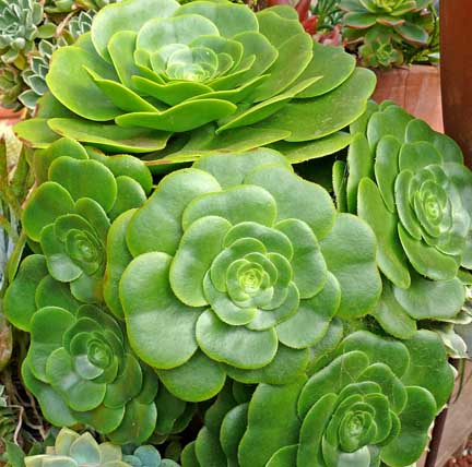 aeonium_pseudotabuliforme2