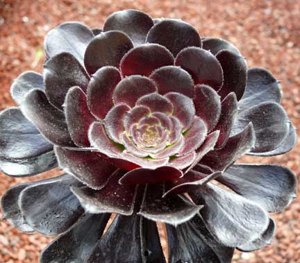 aeonium_schwartzkopf6