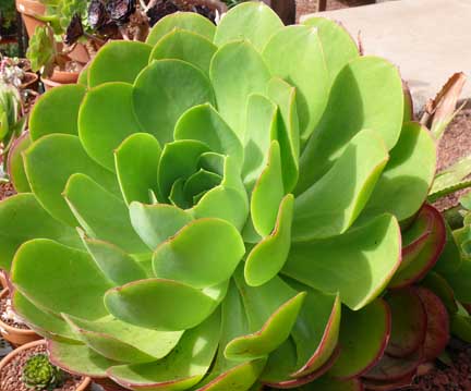 aeonium_subplanum2