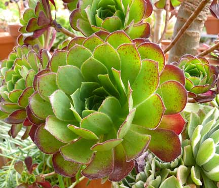 aeonium_whippet