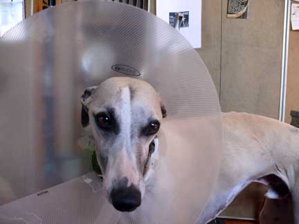 cone_boy cone_boy