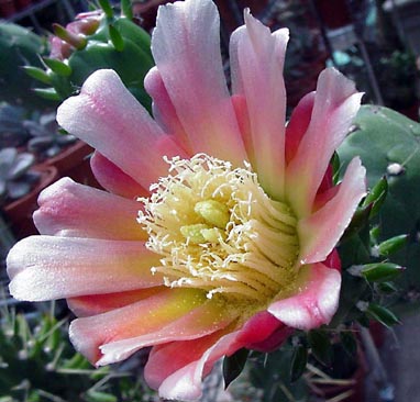 opuntia_subulata_bloom