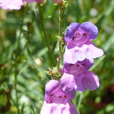 penstemon_heterophylla_margaritabop3