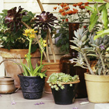 pottedplants