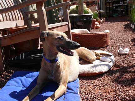 jaxx_080409