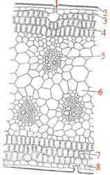 portion-of-vertical-section-of-aloe-leaf