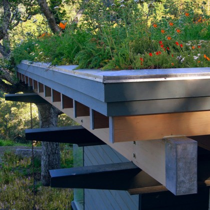11-living-roof-detail-green-roof