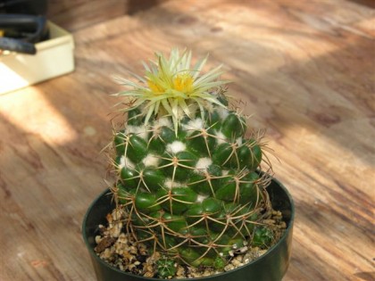 Coryphantha pallida