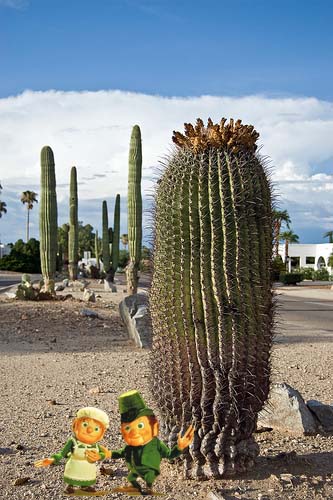 LEPRECHAUNS-and-giant-saguaro-cacti