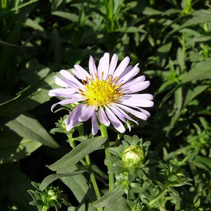 aster_chilensis3