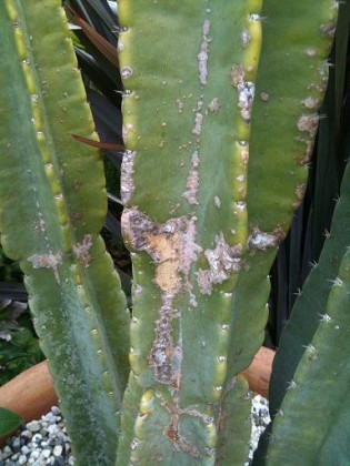cereus